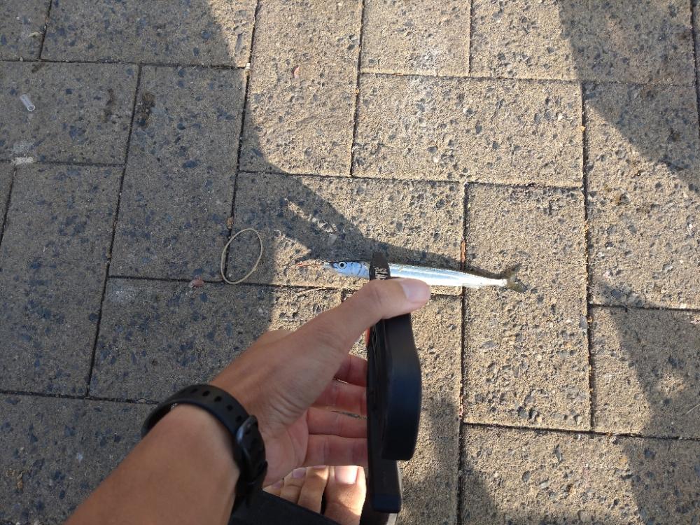 シーサイドコスモ アジング⇨サヨリング