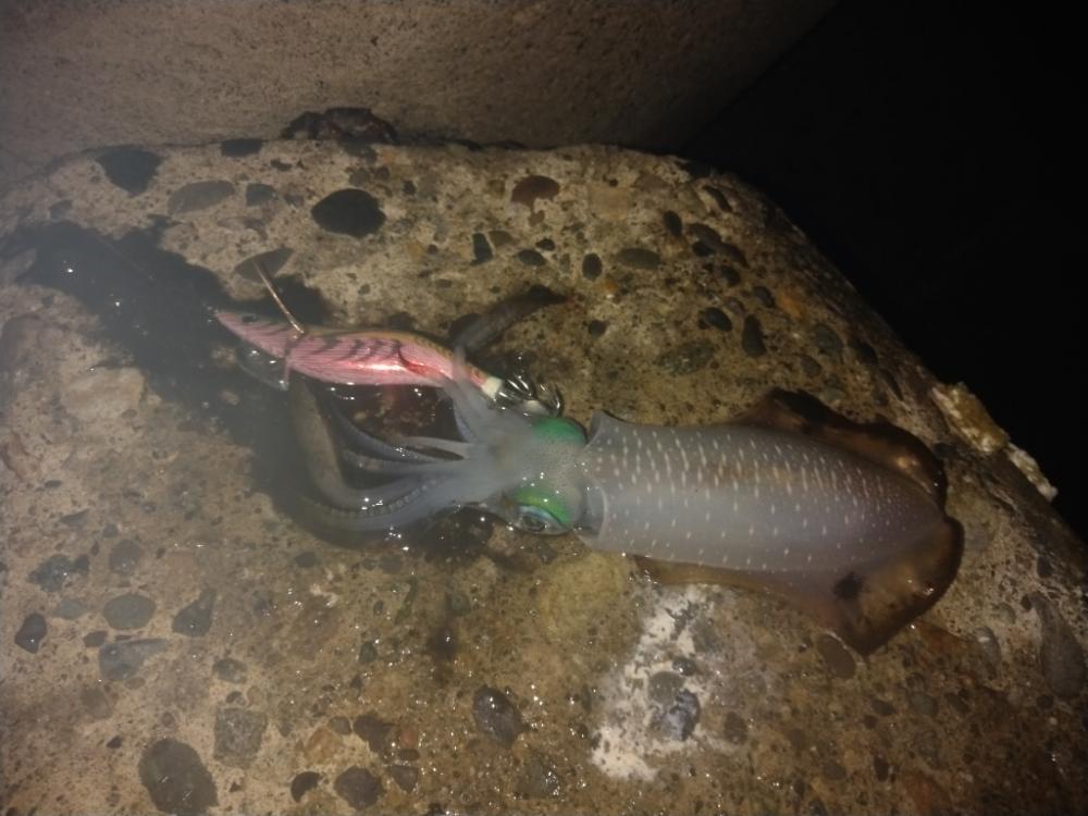 越前海岸テトラエギング