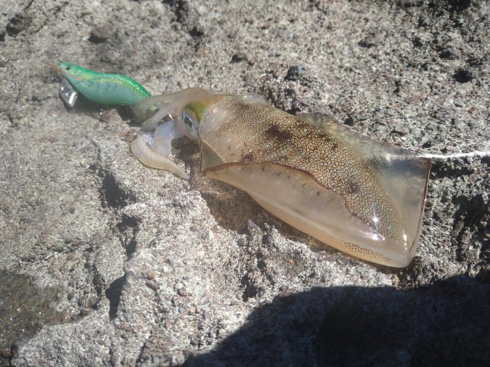 デイ磯エギング