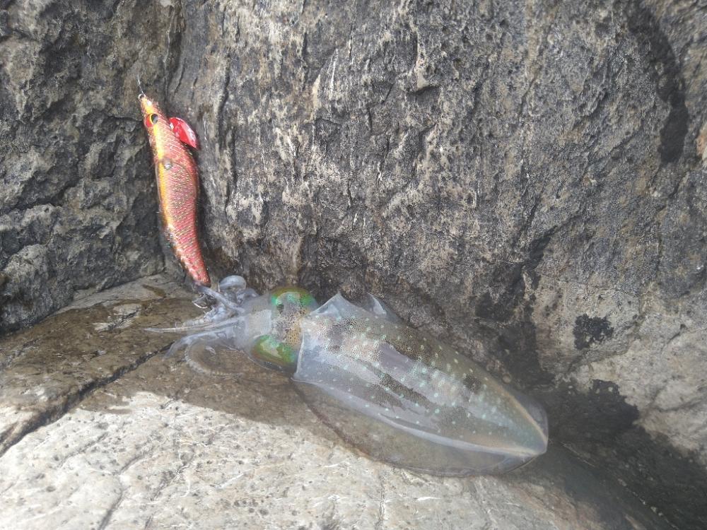 デイロックエギング