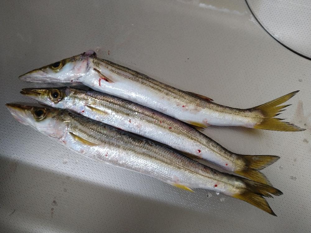 デイロックでカマシング