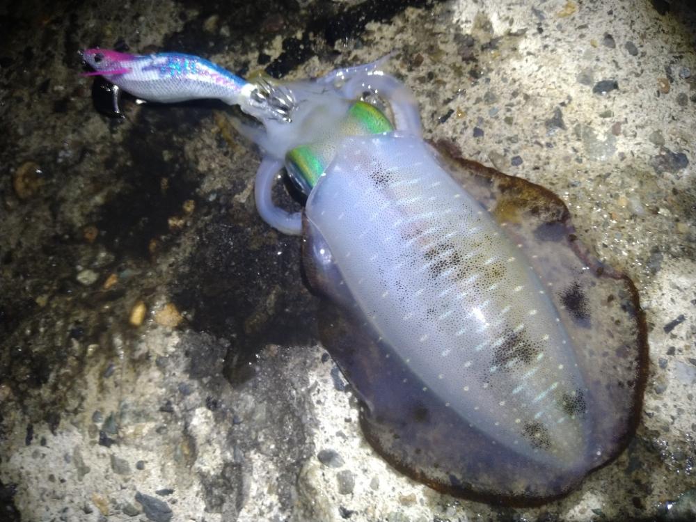 夜中のテトラ帯で逆潮エギング