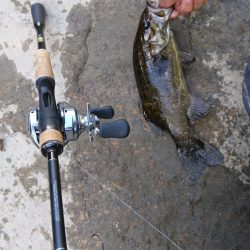 午後より数釣り