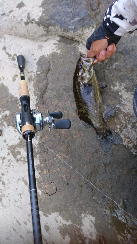 午後より数釣り