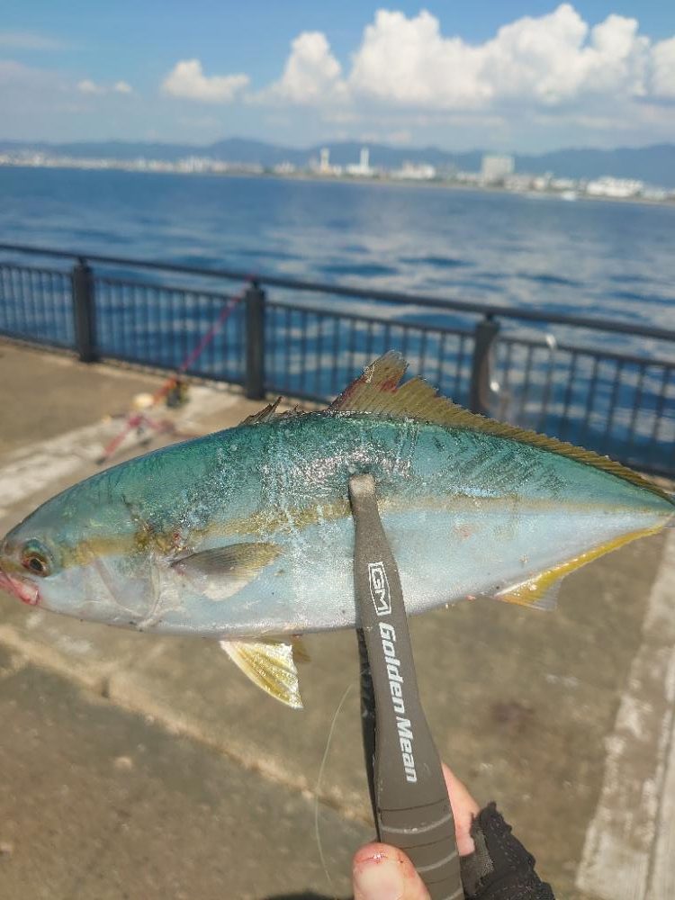 ジャンプする魚