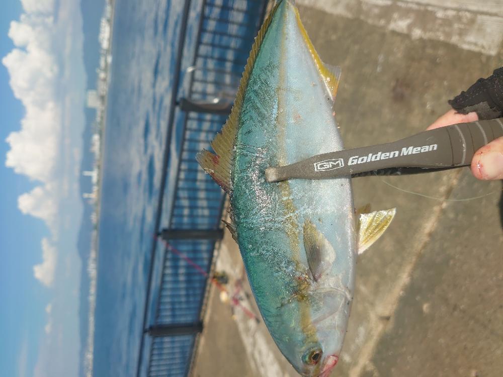 ジャンプする魚