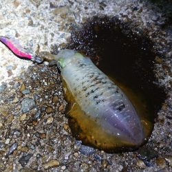 アオリイカシーズン開幕!