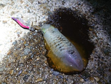 アオリイカシーズン開幕!