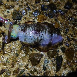 アオリイカを狙って