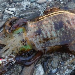 シーバスとイカ