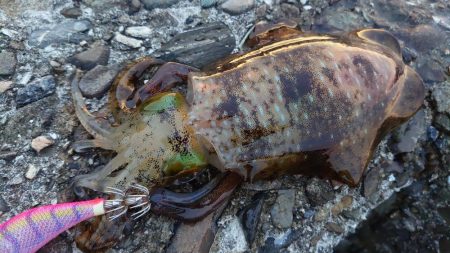 シーバスとイカ