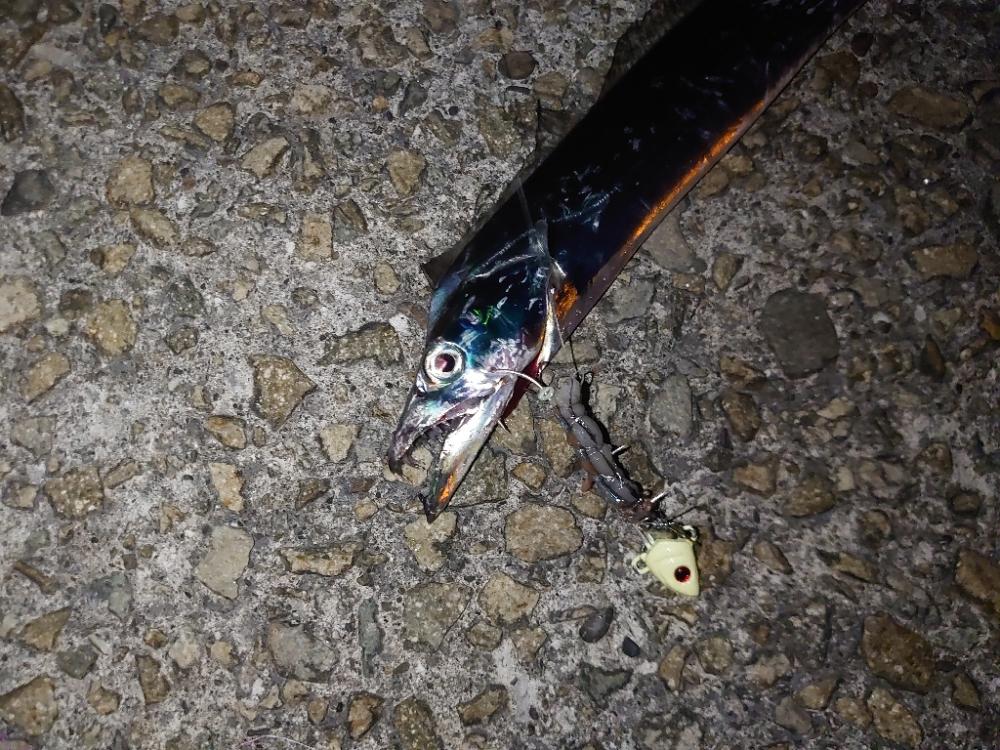 タチウオ狙い🎣