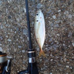 エビ撒き釣りチャレンジ Part.5からのアジング🎣