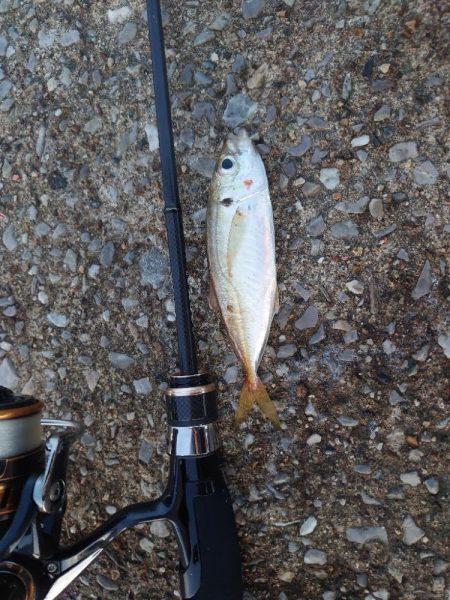 エビ撒き釣りチャレンジ Part.5からのアジング🎣