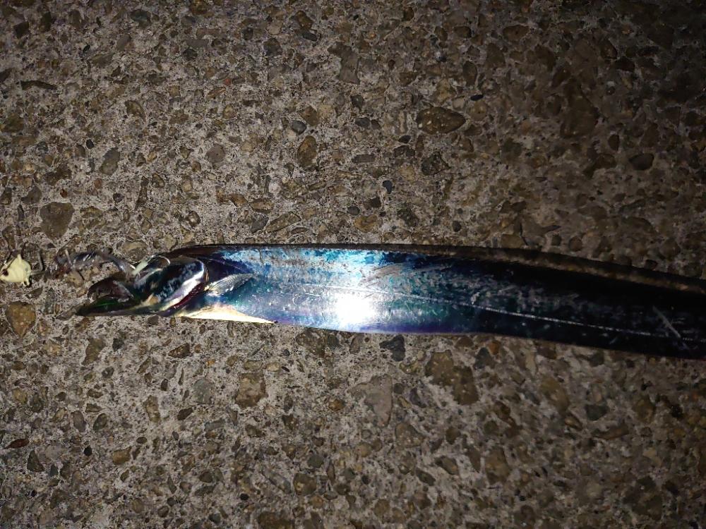 今年最後にしようかな…太刀魚テンヤ🎣