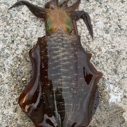 2023 佐渡ヶ島エギング 18回目【9月26日】