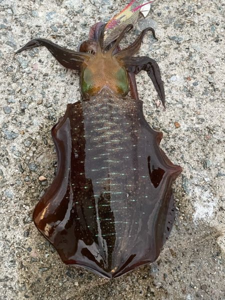 2023 佐渡ヶ島エギング 18回目【9月26日】