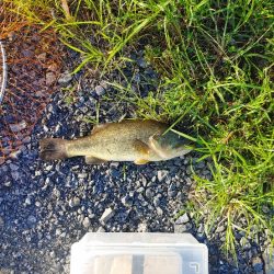 初めてブラックバス釣りました(^^)