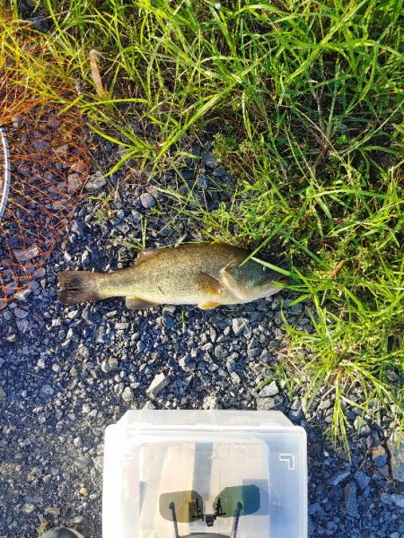 初めてブラックバス釣りました(^^)