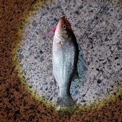 セイゴ24cmを3匹