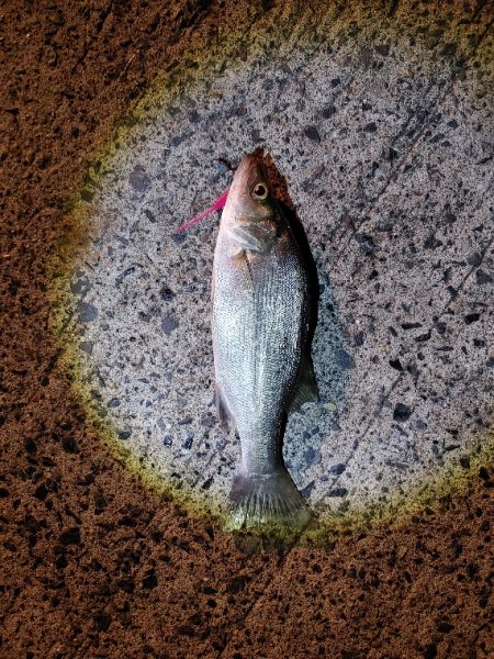 セイゴ24cmを3匹