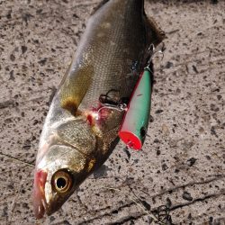 セイゴ一匹　トップで(^^)