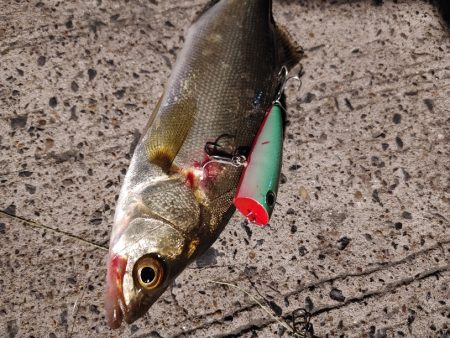 セイゴ一匹　トップで(^^)