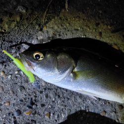 セイゴ7匹(18～24cm)