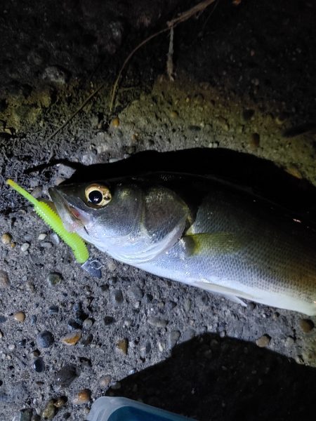 セイゴ7匹(18～24cm)