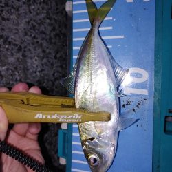 エギングとアジング