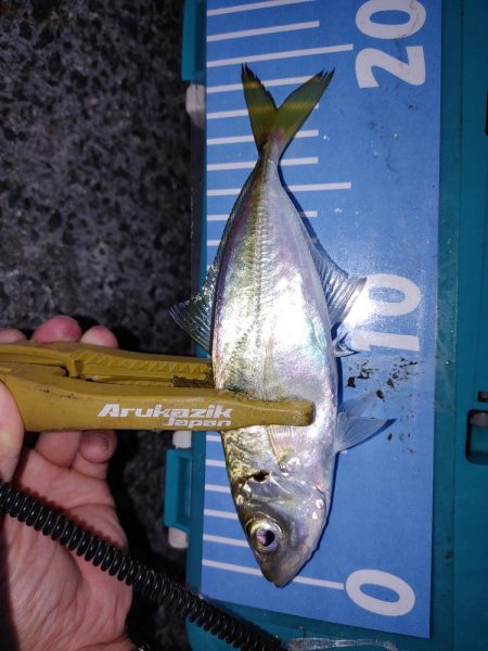 エギングとアジング