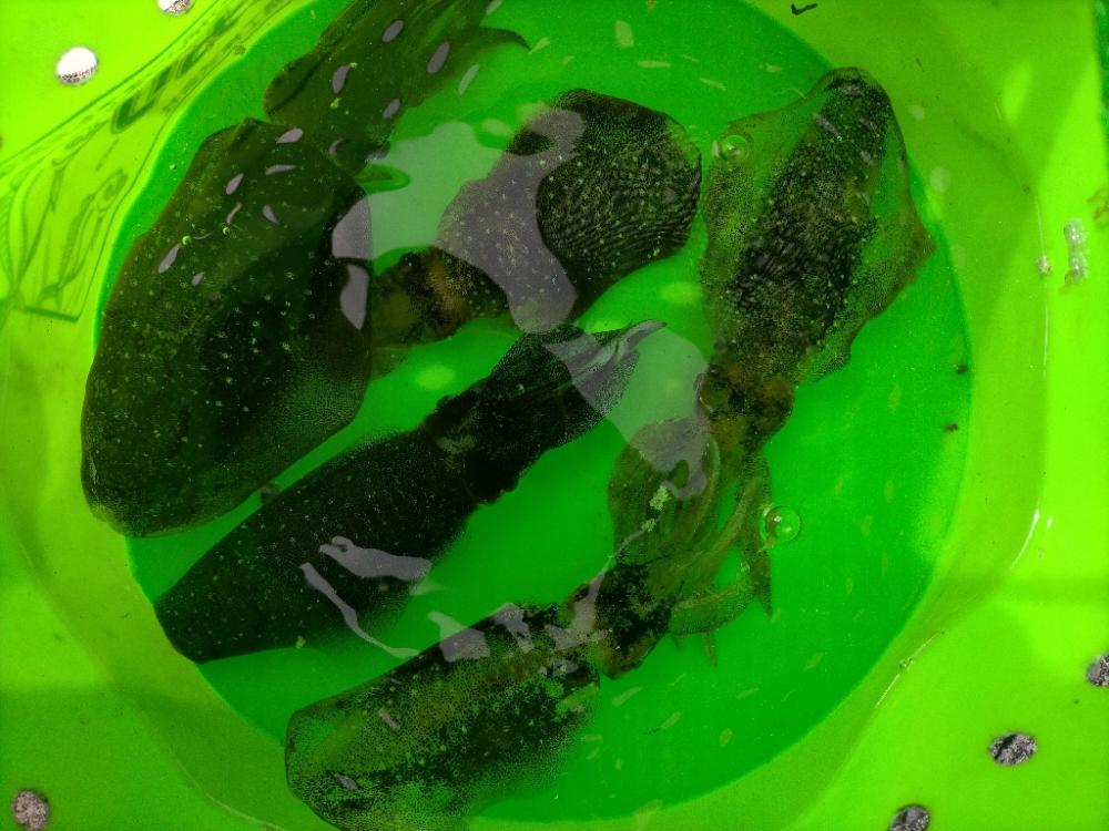 朝からエギング