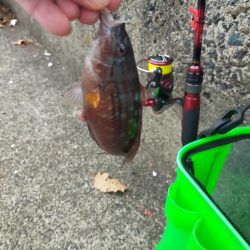 アオリの新子調査