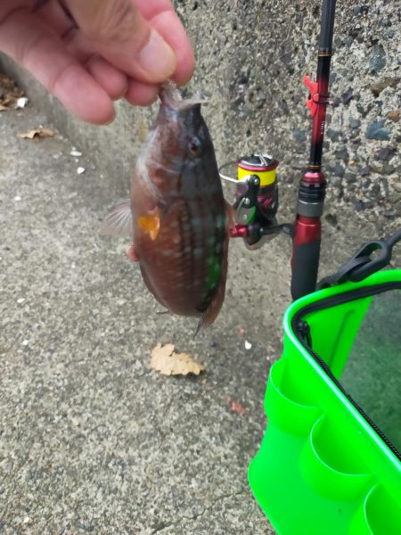 アオリの新子調査