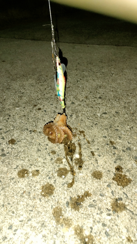 チニング、タコ