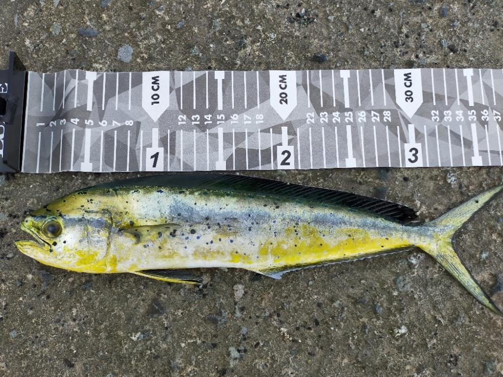 シイラが来てました