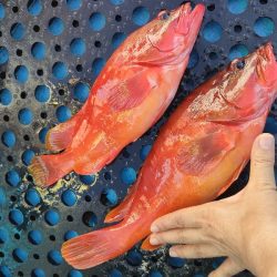 ソフトルアーでアカハタ◎長栄丸