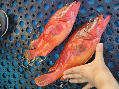 ソフトルアーでアカハタ◎長栄丸