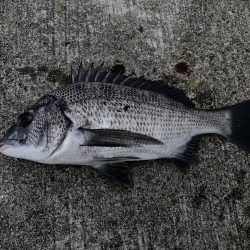 黒鯛に戻ります