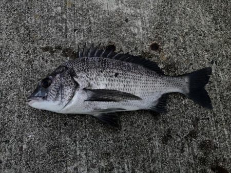 黒鯛に戻ります