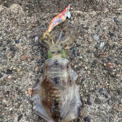 アオリイカ狙い