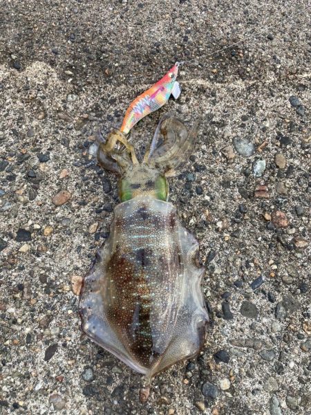 アオリイカ狙い