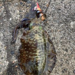 夕まづめでリベンジ