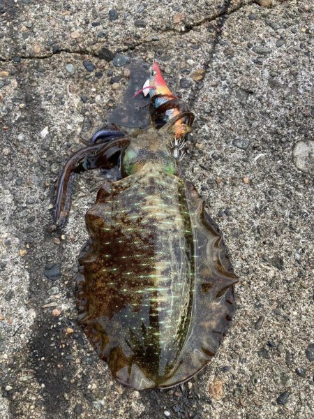 夕まづめでリベンジ