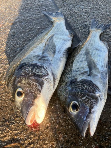 黒鯛は裏切らない