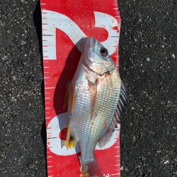 9月最初のチヌフカセ釣り