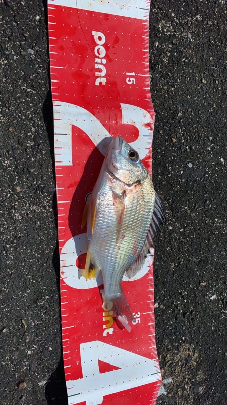 9月最初のチヌフカセ釣り