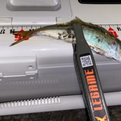 エステルライン初アジング