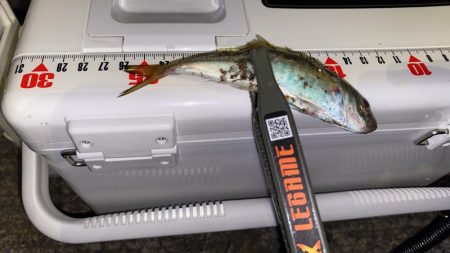 エステルライン初アジング