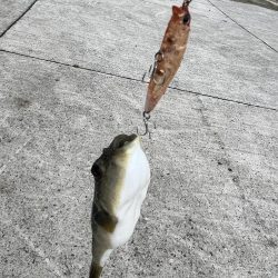 エギング　日本海は2